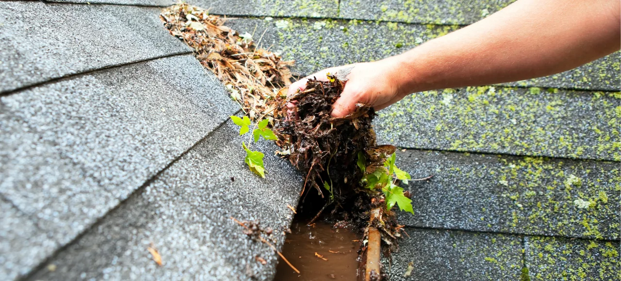 Roof & Gutter Cleaning Roof & Gutter Cleaning
